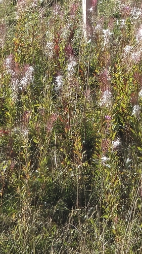 fireweed
