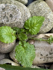 Lapsana communis, photograph author not stated, no rights reserved