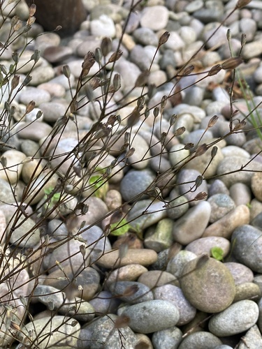 Lapsana communis, photograph 5