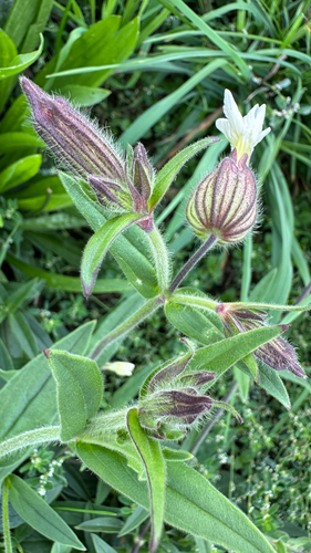 evening lychnis
