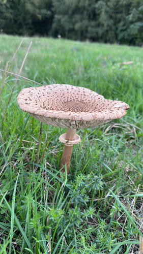 Parasol