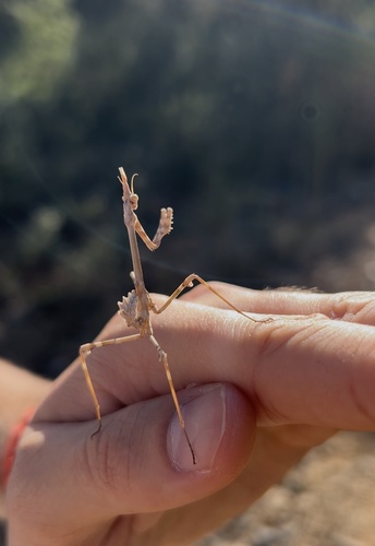 Mediterranean Conehead Mantis