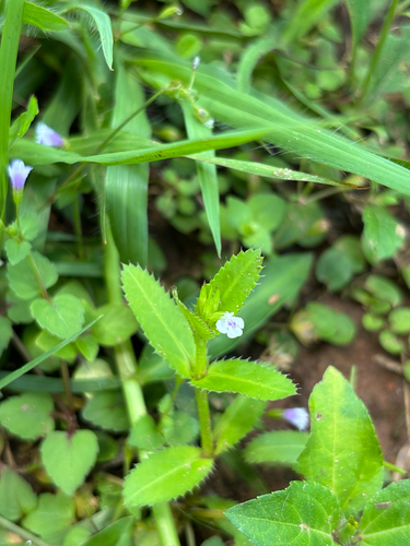 Bonnaya ciliata observed 2026-09-22