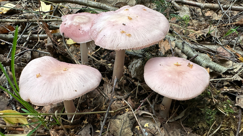 Rosy Bonnet