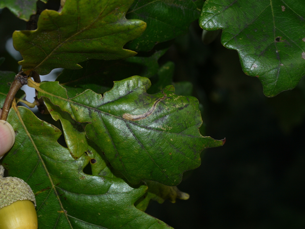 Quercus bicolor; photograph (c) Ilona, some rights reserved (CC BY-SA)