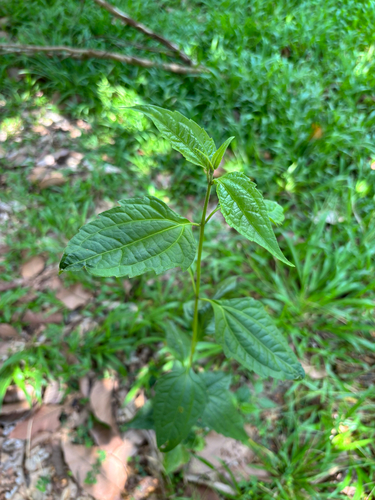 Siam weed