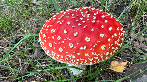 Fly Agaric