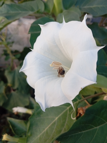 downy thorn-apple