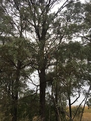 Acacia harpophylla