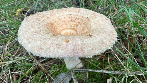 Woolly Milkcap