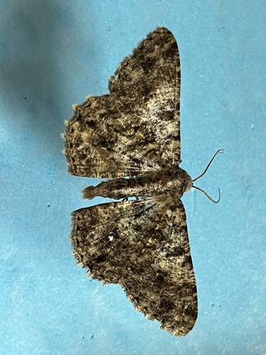 Racotis boarmiaria