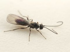 Opiinae