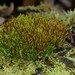 Austral Poop Moss - Photo (c) Michael Keogh, some rights reserved (CC BY-NC-SA), uploaded by Michael Keogh