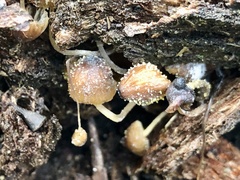Neobarya agaricicola