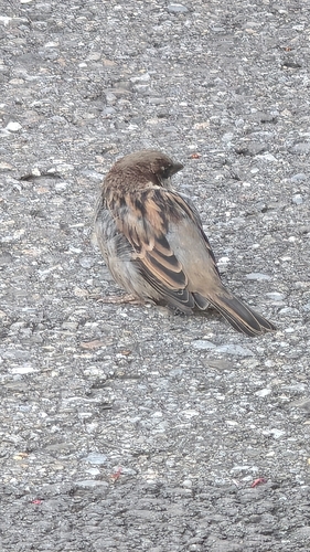 European house sparrow