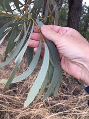 Acacia harpophylla