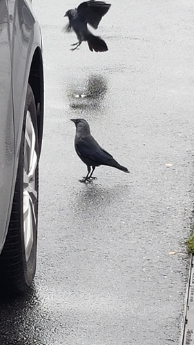 Eurasian Jackdaw