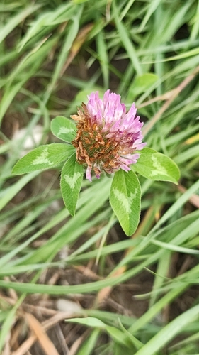 Red Clover