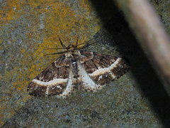 Harutalcis fumigata