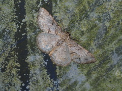 Psilalcis pulveraria