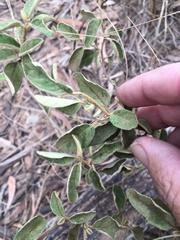 Solanum johnsonianum