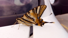 Iphiclides feisthamelii