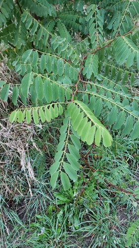 black locust