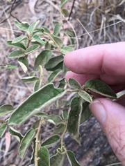Solanum johnsonianum