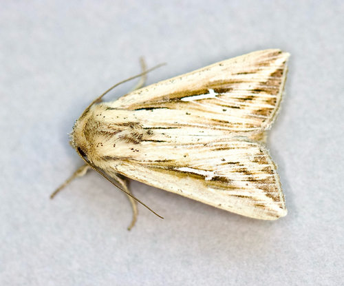 L-album Wainscot