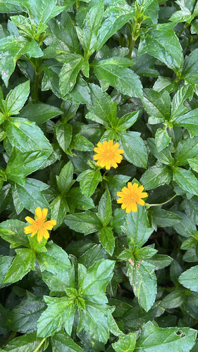 Trailing Daisy