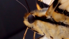 Iphiclides feisthamelii