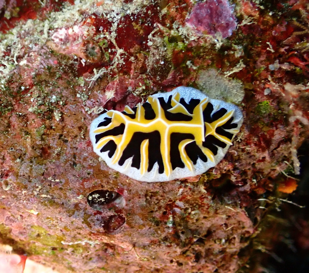 Mushroom Coral Reticulida