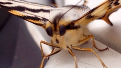 Iphiclides feisthamelii