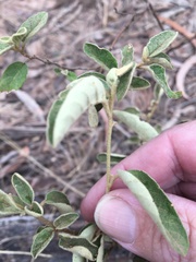 Solanum johnsonianum
