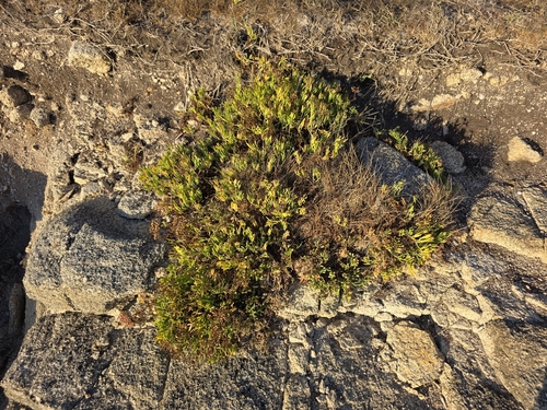 rock samphire