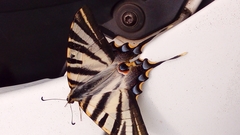 Iphiclides feisthamelii