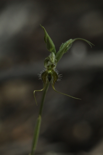 Image of Pterostylis ciliata by (c) Em Lamond, some rights reserved (CC BY)