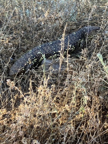 Shingleback
