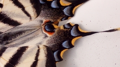 Iphiclides feisthamelii