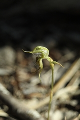 Pterostylis ciliata