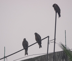 Milvus migrans