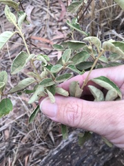 Solanum johnsonianum