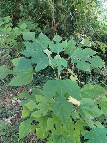 Paper mulberry