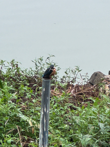 Common Kingfisher
