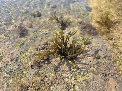 brown tuning-fork weed