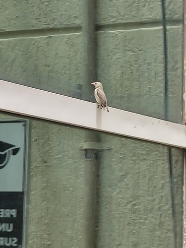 Pale-billed Flowerpecker