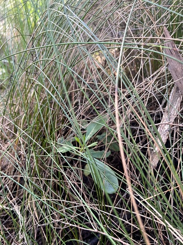 Coprosma lucida, photograph 5