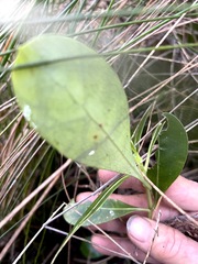 Coprosma lucida, photograph author not stated, no rights reserved
