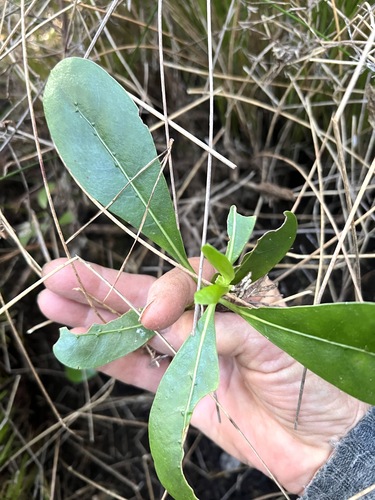 Coprosma lucida, photograph 2
