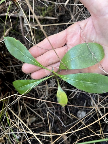 Coprosma lucida, photograph 4